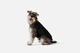Пуховик Noble Pet Bobby Black B4129/6XL (B4129/6XL) - зображення 3