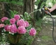 Шланг Karcher Performance Premium 2.645-324.0 - изображение 2