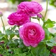 Цибулини Яскрава Лютики Pink (29757) (5шт) - зображення 1
