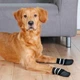 Носки Trixie для собак, с антискольжением, котонн и резина, размер L, чёрный - изображение 2