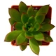 Суккулент Эхеверия Пулидонис (Echeveria Pulidonis), контейнер 7*7*8 см (s055s) - изображение 3