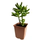 Суккулент Крассула овата Хоббит (Crassula ovata Hobbit), контейнер 9*9*10 см (s064m) - изображение 1