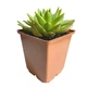 Суккулент Эхеверия Агавовидная (Echeveria agavoides), контейнер 9*9*10 см (s076m) - изображение 3