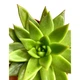 Суккулент Эхеверия Агавовидная (Echeveria agavoides), контейнер 9*9*10 см (s076m) - изображение 4