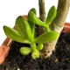 Суккулент Крассула овата Хоббит (Crassula ovata Hobbit), контейнер 9*9*10 см (s064m) - изображение 6