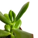 Суккулент Крассула овата Хоббит (Crassula ovata Hobbit), контейнер 7*7*8 см (s064s) - зображення 2