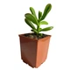 Суккулент Крассула овата Хоббит (Crassula ovata Hobbit), контейнер 7*7*8 см (s064s) - зображення 3