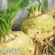 Семена Сельдерей корневой Целитель SeedEra 0,2 г - изображение 3