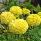Семена Бархатцы Аляска НК Элит 0,5 г - изображение 2
