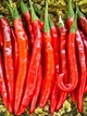 Семена Перец горький Кайенский Чили SeedEra 0,2 г - изображение 2