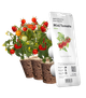 Сменный картридж Click&Grow Мини томат 3 шт (4742793007304) - изображение 1