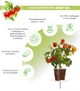 Сменный картридж Click&Grow Мини томат 3 шт (4742793007304) - изображение 2