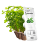 Сменный картридж Click&Grow Мята 3 шт (4742793007397) - изображение 1