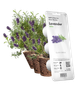 Сменный картридж Click&Grow Лаванда 3 шт (4742793007472) - изображение 1