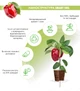 Сменный картридж Click&Grow красный сладкий перец 3 капсулы (4742793009278) - изображение 2