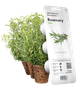 Wkład zamienny Click&Grow Rozmaryn 3 szt (4742793008936) - obraz 1