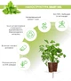 Змінний картридж Click&Grow Коріандр (8417) - изображение 6