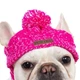 Шапка для собак и кошек "Beauty" Pink Size S - зображення 2