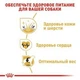 Сухой корм для собак Royal Canin Golden Retriever Adult для породы Золотистый ретривер от 15 месяцев 12 кг - изображение 3