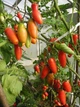 Семена Томат Черевички SeedEra 0,1 г - изображение 6