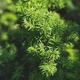 Универсальное водорастворимое удобрение по листу Green Leaves 20г - изображение 2