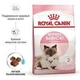 Сухой корм для кошек Royal Canin Mother & Babycat для беременных и кормящих а также для котят от 1 до 3 месяцев 10 кг - изображение 4