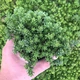 Саженцы Яскрава Седум Coral Carpet (Корал Карпет) контейнер 0.5 л (49033) - изображение 4