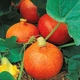 Семена Тыква Ишики Кури 10сем Moravoseed - изображение 2