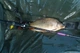 Удилище Brain Apex Double 3.00m 3.0lbs/max 120g (18584071) - изображение 4