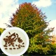 Бук европейский семена (20 шт) (Fagus sylvatica) лесной - изображение 1
