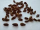Бук европейский семена (20 шт) (Fagus sylvatica) лесной - изображение 2