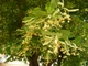 Липа крупнолистная семена (10 шт) (Tilia platyphyllos) широколиственная - изображение 2