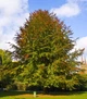 Бук европейский семена (20 шт) (Fagus sylvatica) лесной - изображение 7