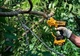 Аккумуляторные садовые ножницы-секатор DeWALT DCMPP568N без акб (DCMPP568N) - изображение 3