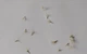 Стевія насіння 10 шт - зображення 3