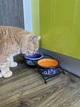 Подставка с мисками из керамики для кошек Trixie Eat on Feet 300 мл - изображение 2