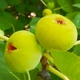 Саженцы Инжира Адриатический белый (Adriatic white) - ремонтантный, самоплодный, скороплодный - изображение 2