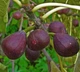 Саженцы инжира Киевский крупноплодный (large-fruited) - ремонтантный, самоплодный, крупноплодный - изображение 3