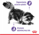 Сухий корм для дорослих котів Royal Canin Appetite Control Care Контроль апетиту 400 г (3182550920414) - зображення 7