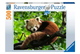 Puzzle Ravensburger Red Panda 500 elementów (4005556173815) - obraz 1