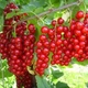 Саженцы смородины красной Львовская - ранняя, крупноплодная, зимостойкая - изображение 2