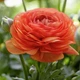 Цибулини Яскрава Лютики Orange (29756) (5шт) - зображення 2