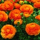 Цибулини Яскрава Лютики Orange (29756) (5шт) - зображення 4