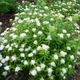 Саджанці Спіреї японської Альбіфлора (Spiraea japonica Albiflora) Р9 - зображення 1