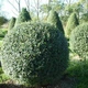 Саженцы Бирючины обыкновенной (Ligustrum vulgare) - изображение 2