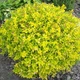 Саджанці Спіреї японської Голден Карпет (Spiraea japonica Golden Carpet) Р9 - зображення 1