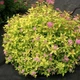 Саджанці спіреї японської Голден Прінцес (Spiraea japonica Golden Princess) Р9 - зображення 1