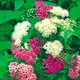 Саджанці Спіреї японської Дженпей (Широбана) (Spiraea japonica Genpei (Shirobana) Р9 - зображення 2