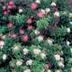 Саджанці Спіреї японської Дженпей (Широбана) (Spiraea japonica Genpei (Shirobana) Р9 - зображення 3