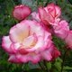 Саженцы плетистой розы Хендель (Rose Handel), сеянец - изображение 4